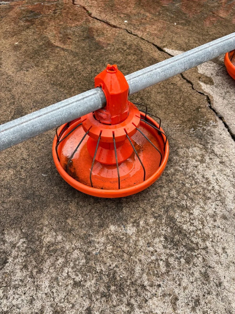 Feeders - Image 2
