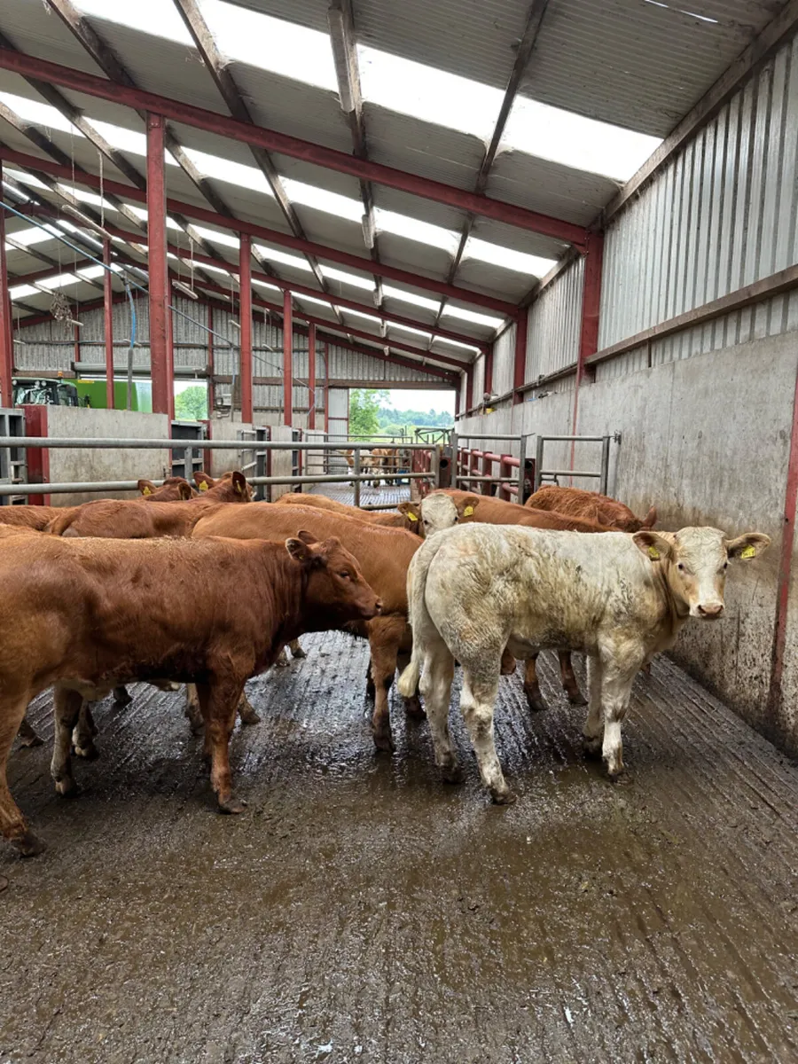 Lim and Charolais heifers - Image 1