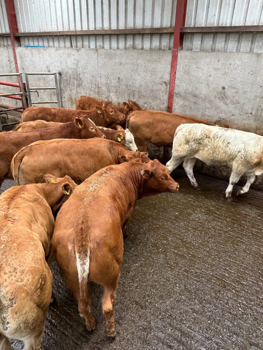 Lim and Charolais heifers - Image 3