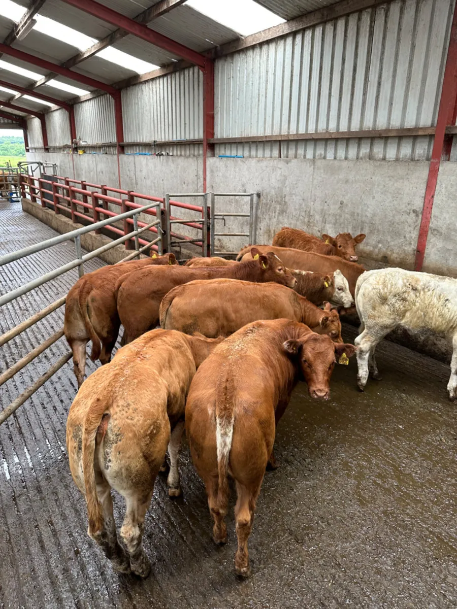Lim and Charolais heifers - Image 4