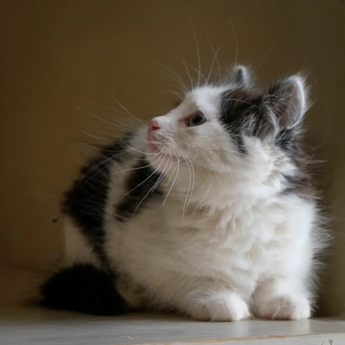 Kittens - Image 3