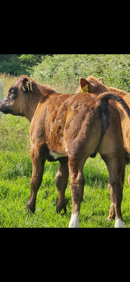 Aa cow and lmx calf at foot - Image 2