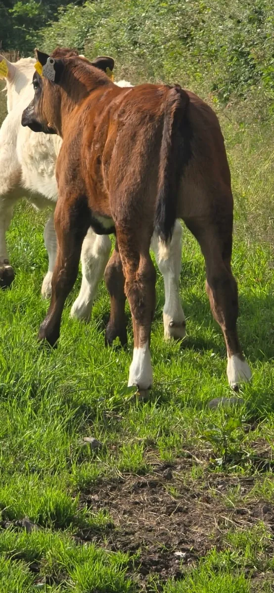 Aa cow and lmx calf at foot - Image 3