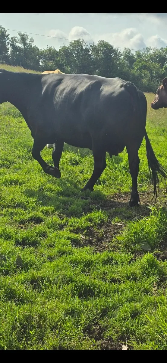 Aa cow and lmx calf at foot - Image 4