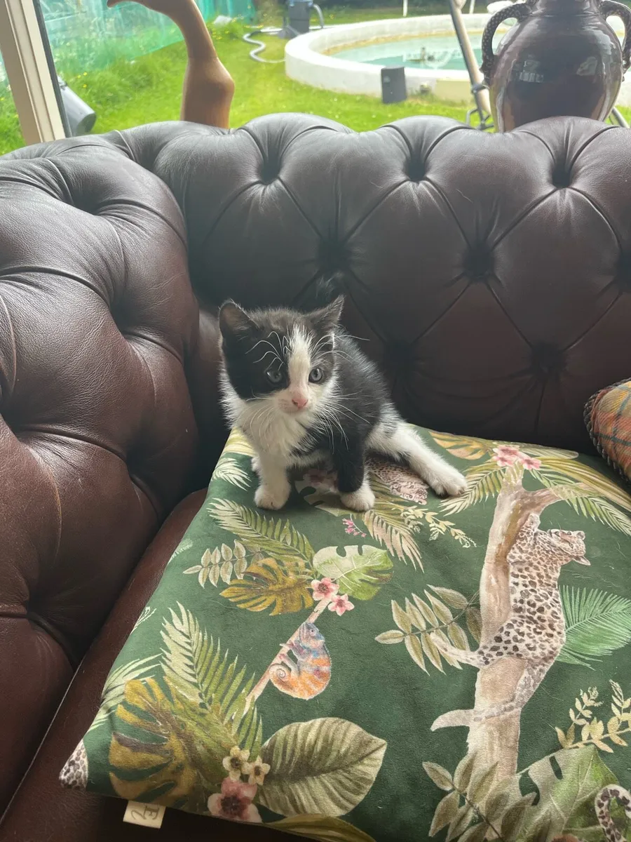 Kittens - Image 2