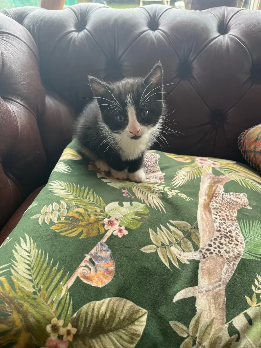Kittens - Image 3