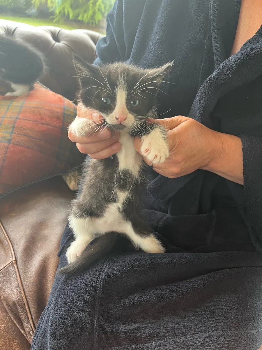 Kittens - Image 4
