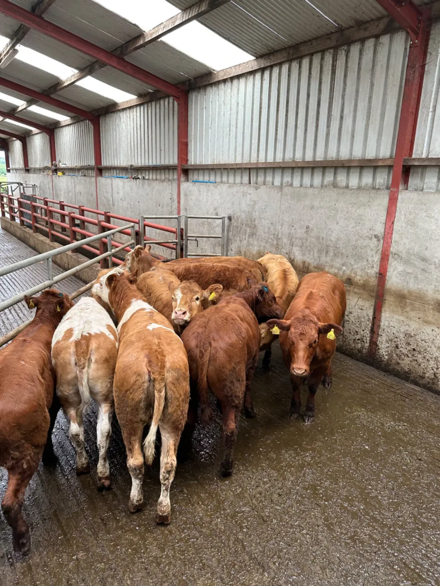Lim and Simmental heifers - Image 1