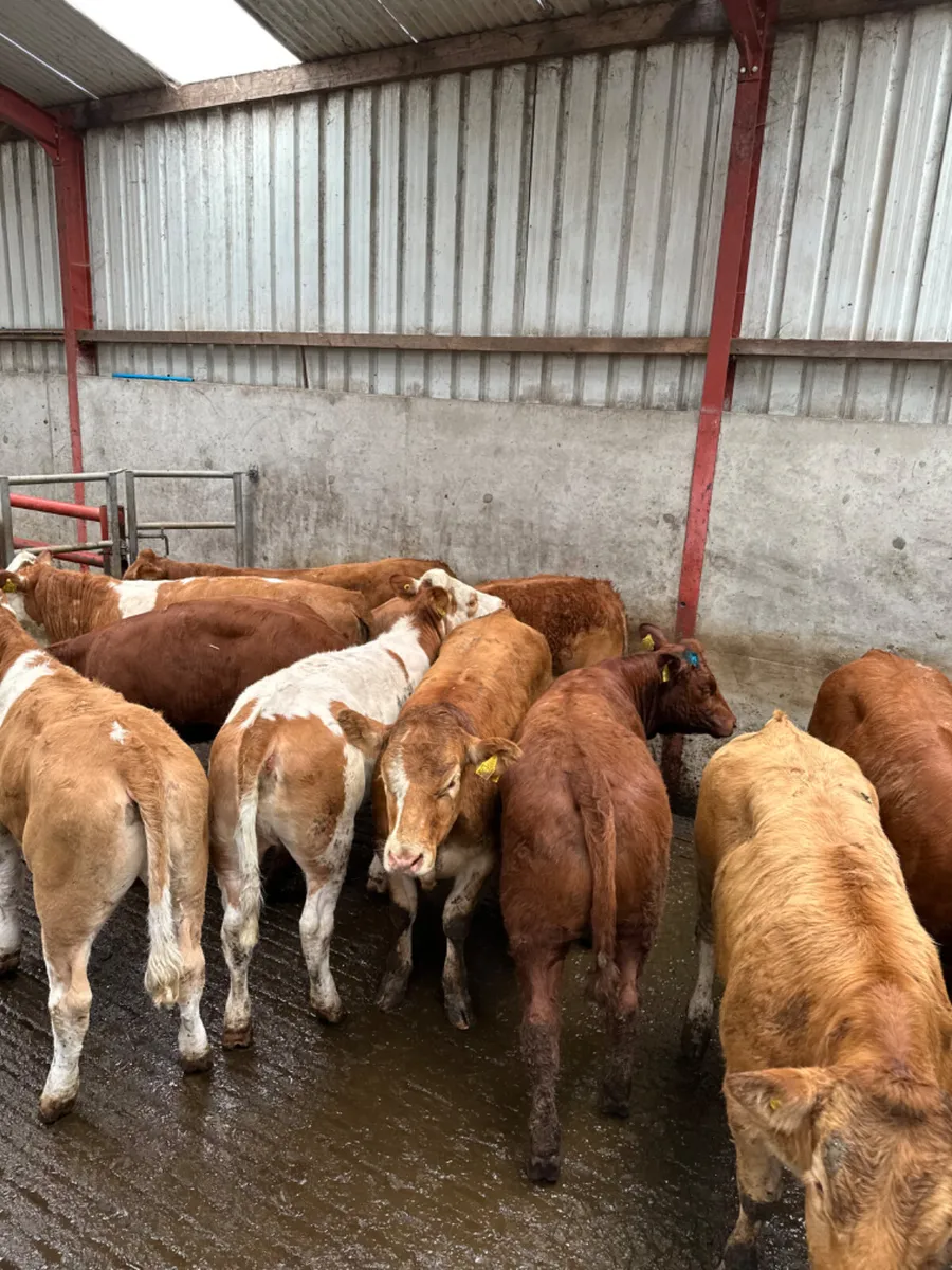 Lim and Simmental heifers - Image 4