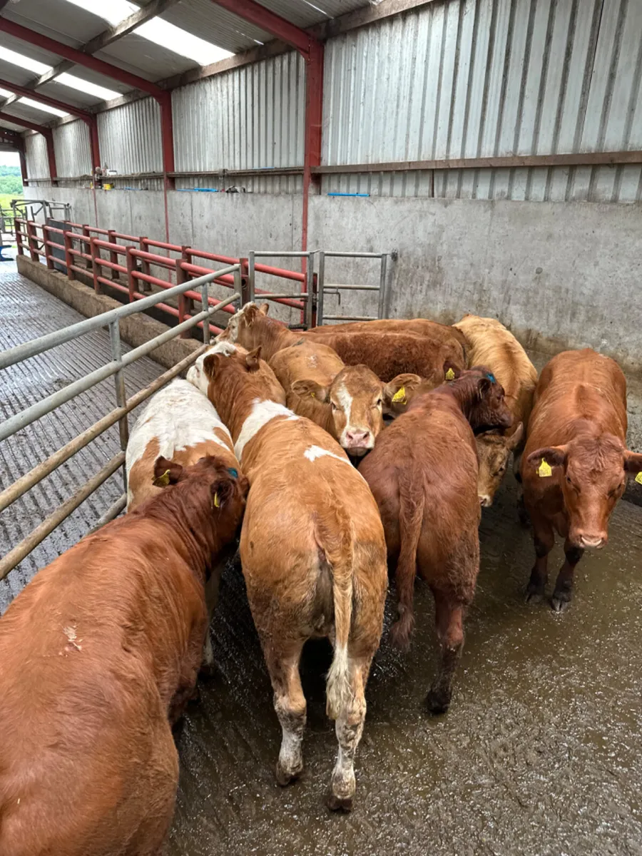 Lim and Simmental heifers - Image 2