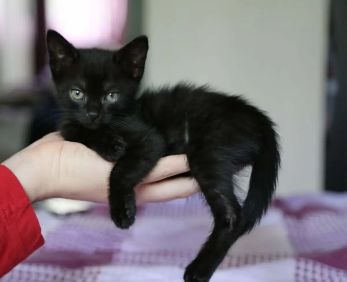 Kittens available - Image 1