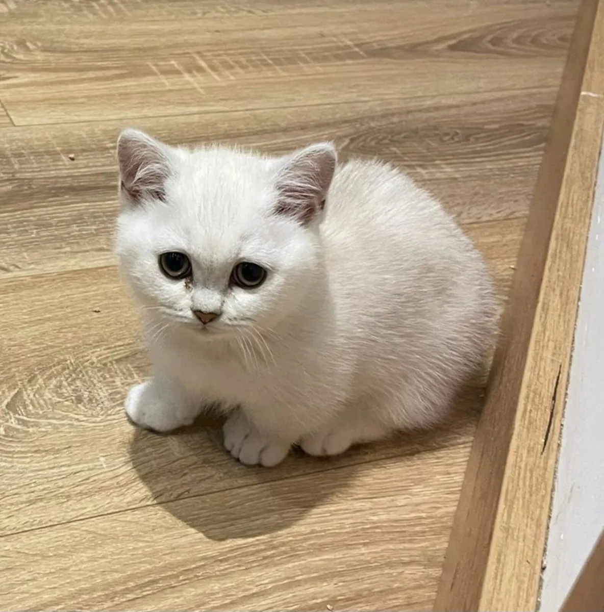 British shorthair Munchkins - Image 1