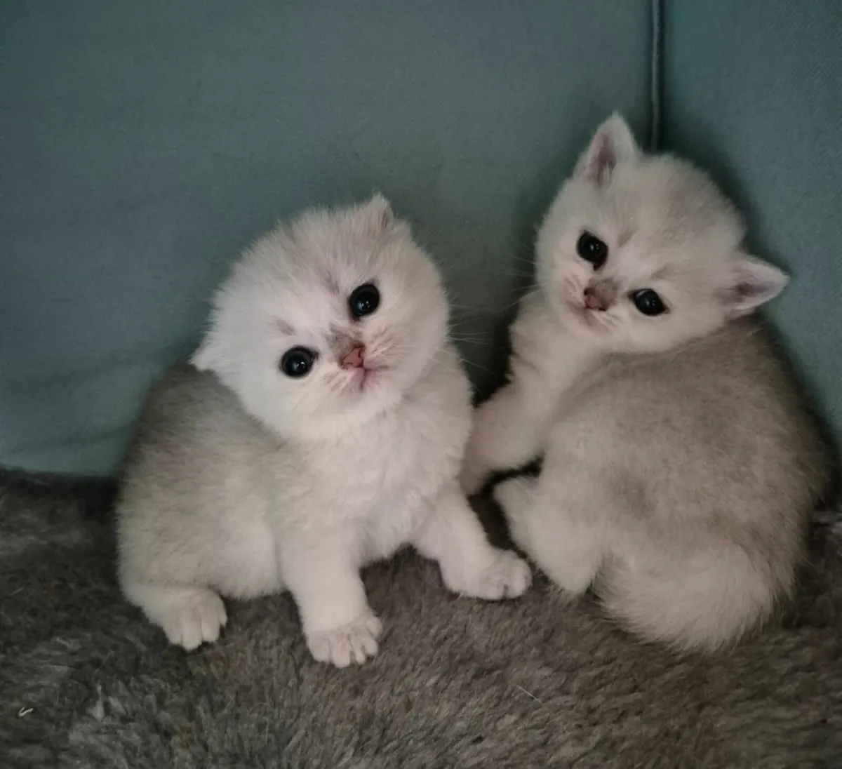British shorthair Munchkins - Image 3