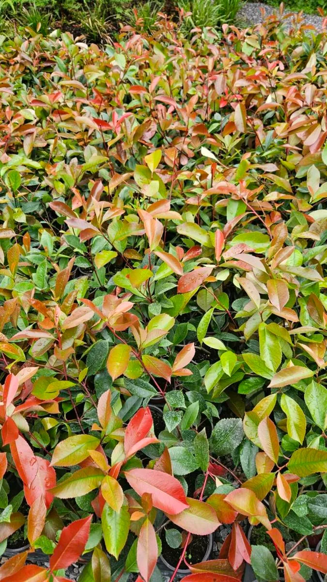 Red Robin Hedging TWO EUROS - Image 1