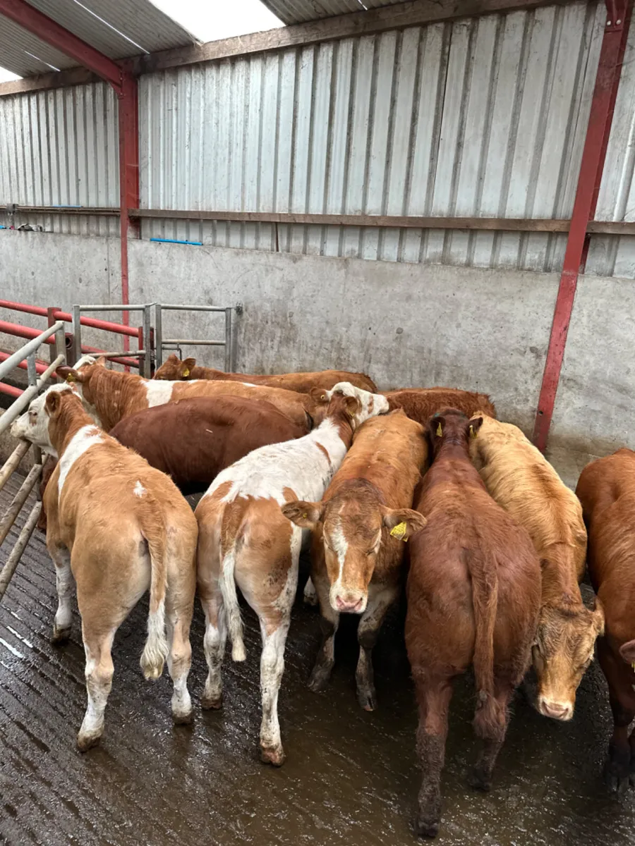 Lim and Simmental heifers - Image 3