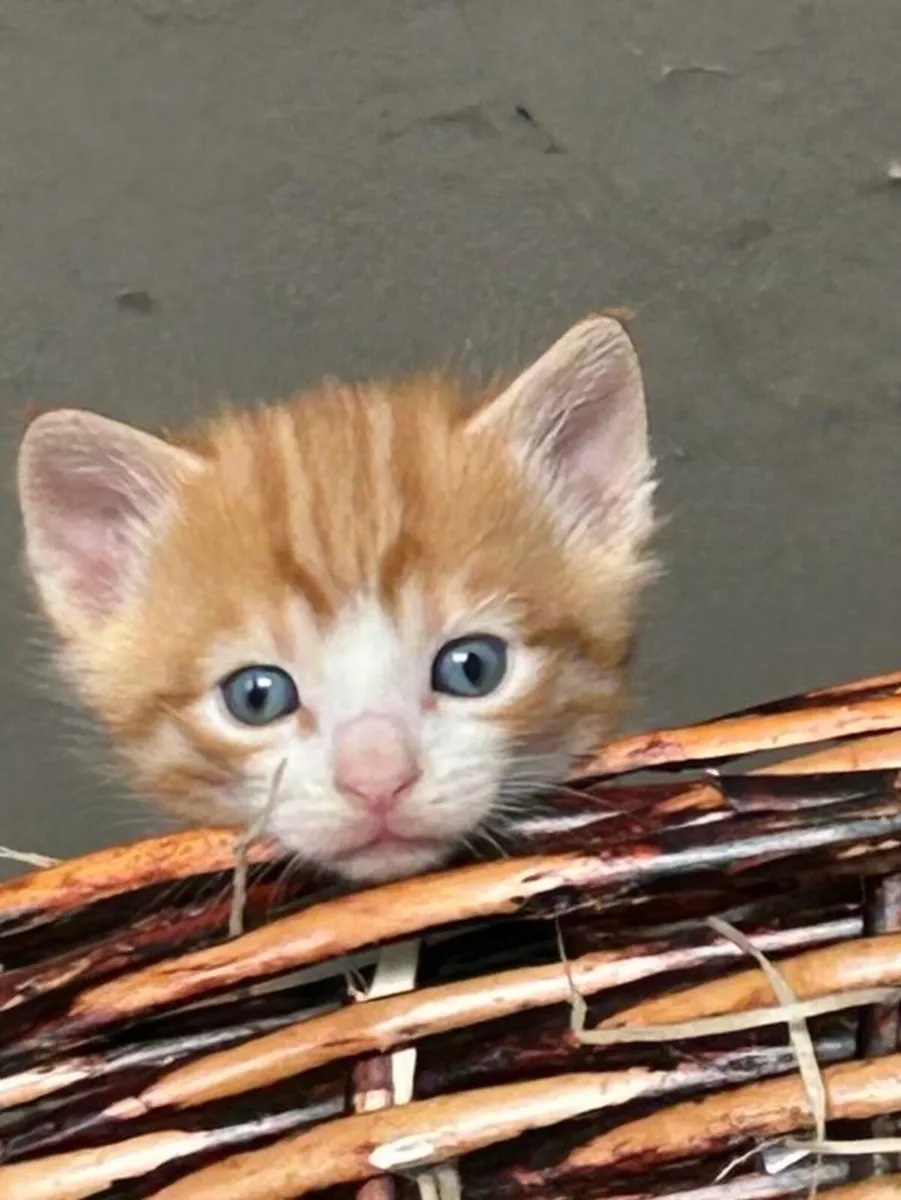 Catstrust adoption and protection. Rescued . - Image 1