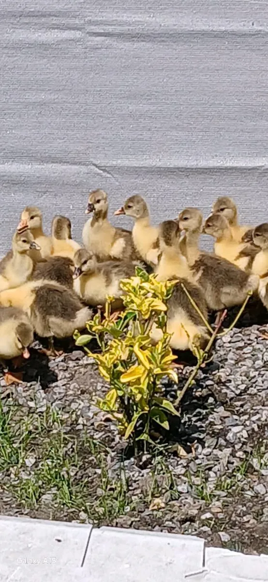Khaki and Indian Ducklings. Gold Tops. Goslings - Image 3