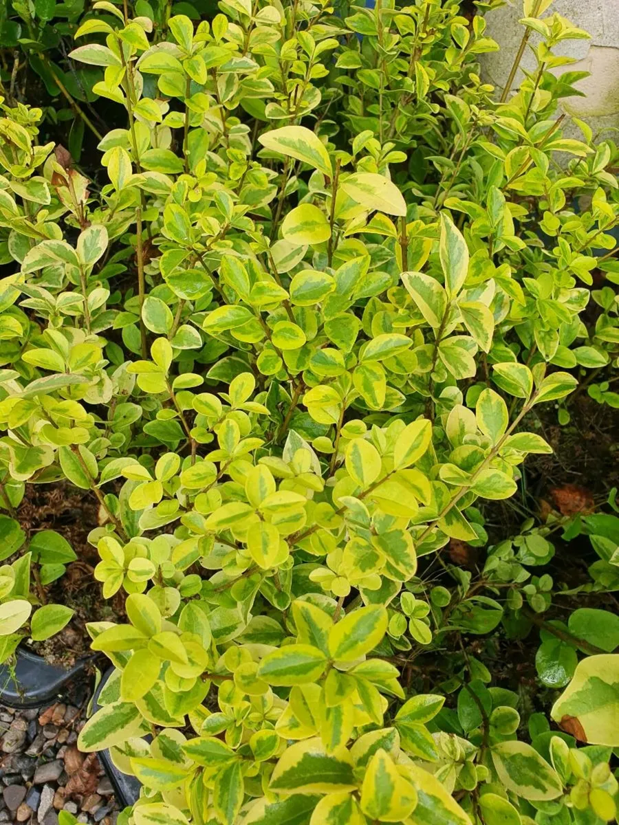 Laurel Hedging One Euro - Image 4