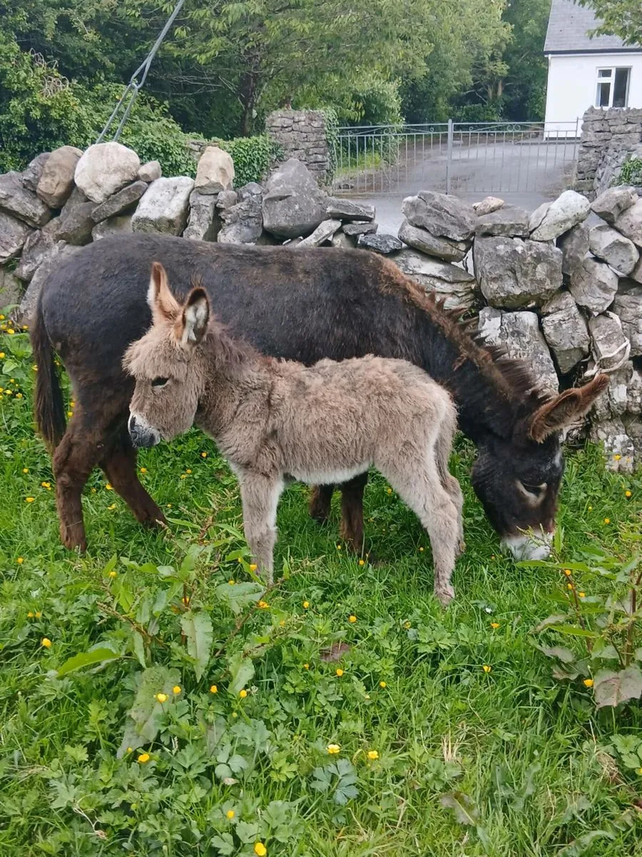 Female Donkey & Foal - Image 1