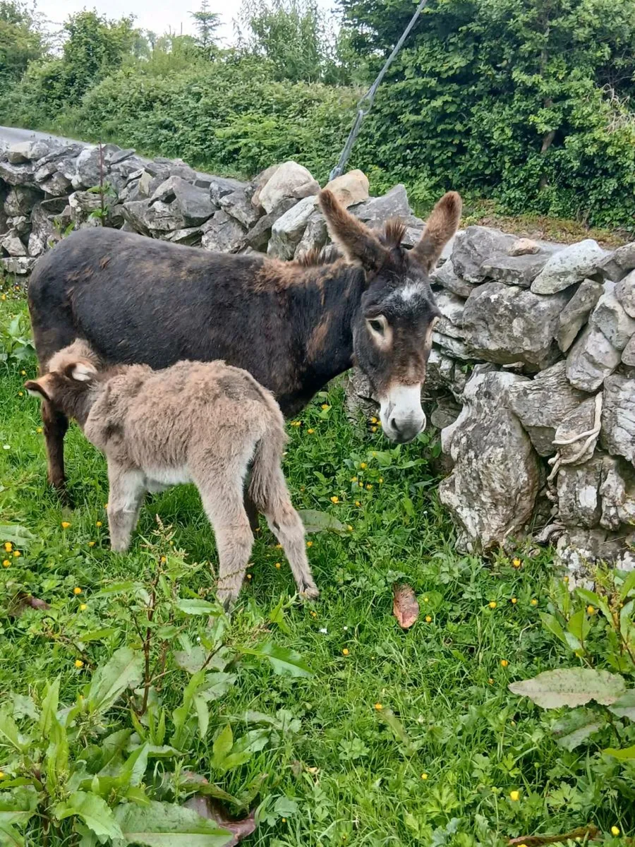 Female Donkey & Foal - Image 2