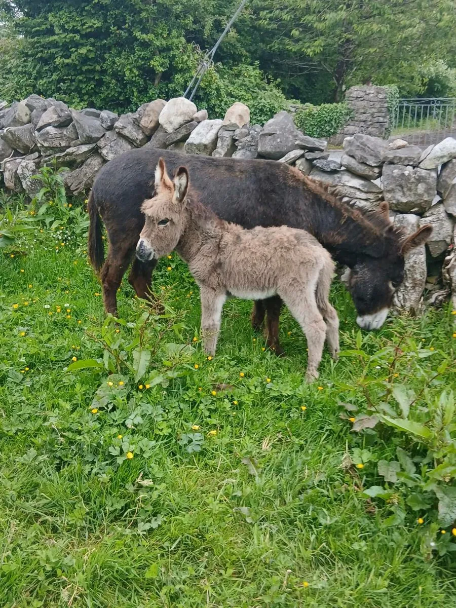 Female Donkey & Foal - Image 3