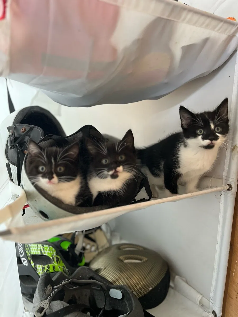 Kittens