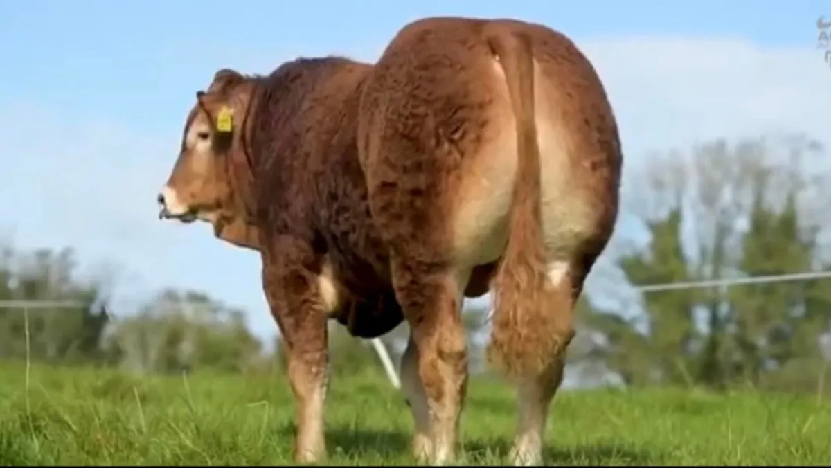 Easy Calving Quiet Limousin Bull - Image 2