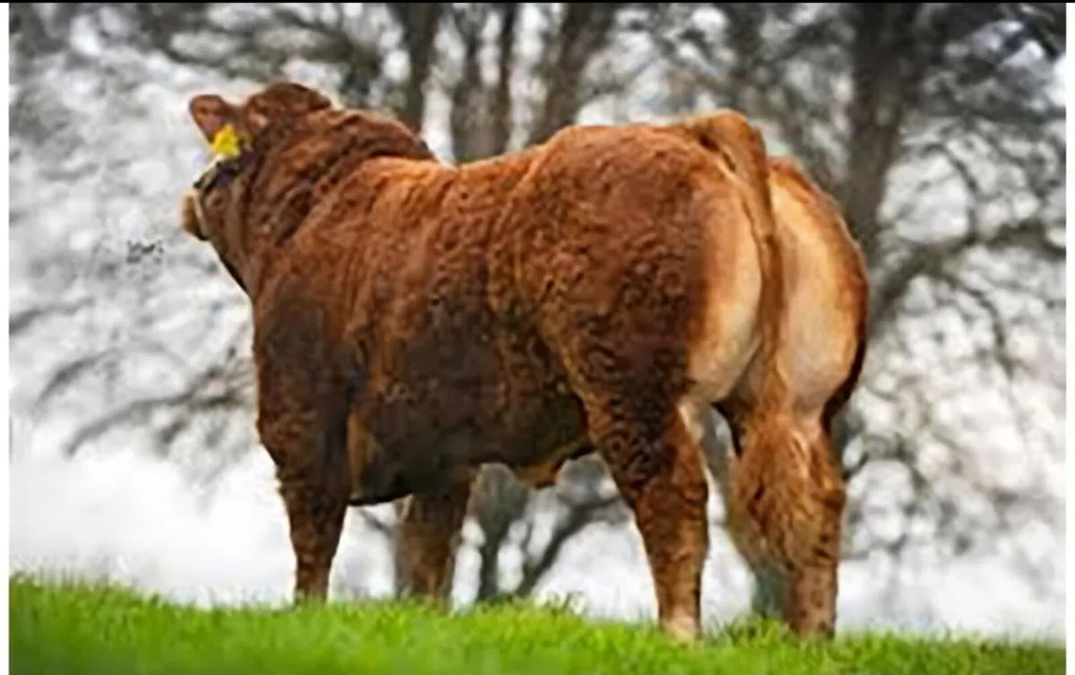 Easy Calving Quiet Limousin Bull - Image 4