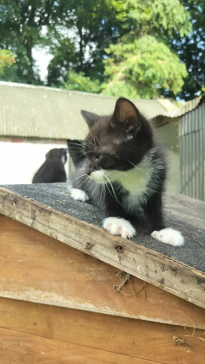 2 Kittens - Image 2