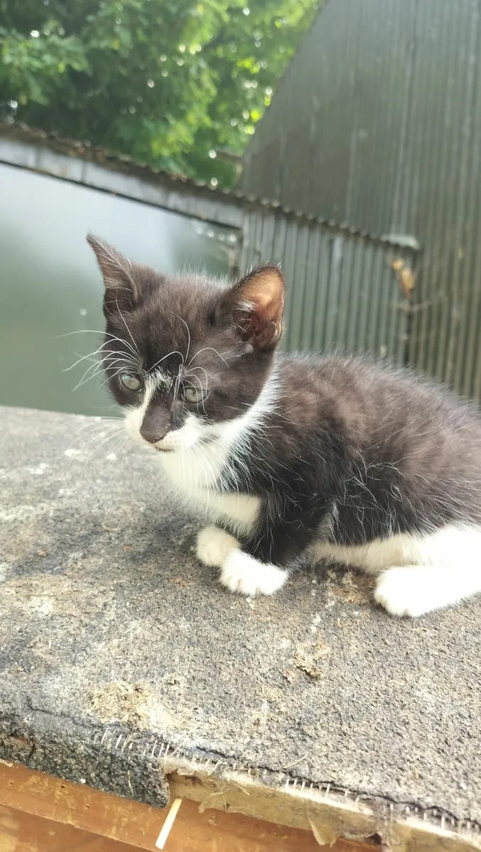 2 Kittens - Image 3