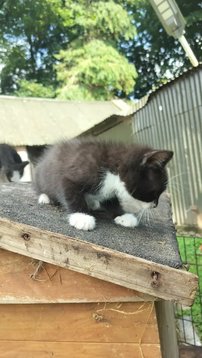 2 Kittens - Image 4