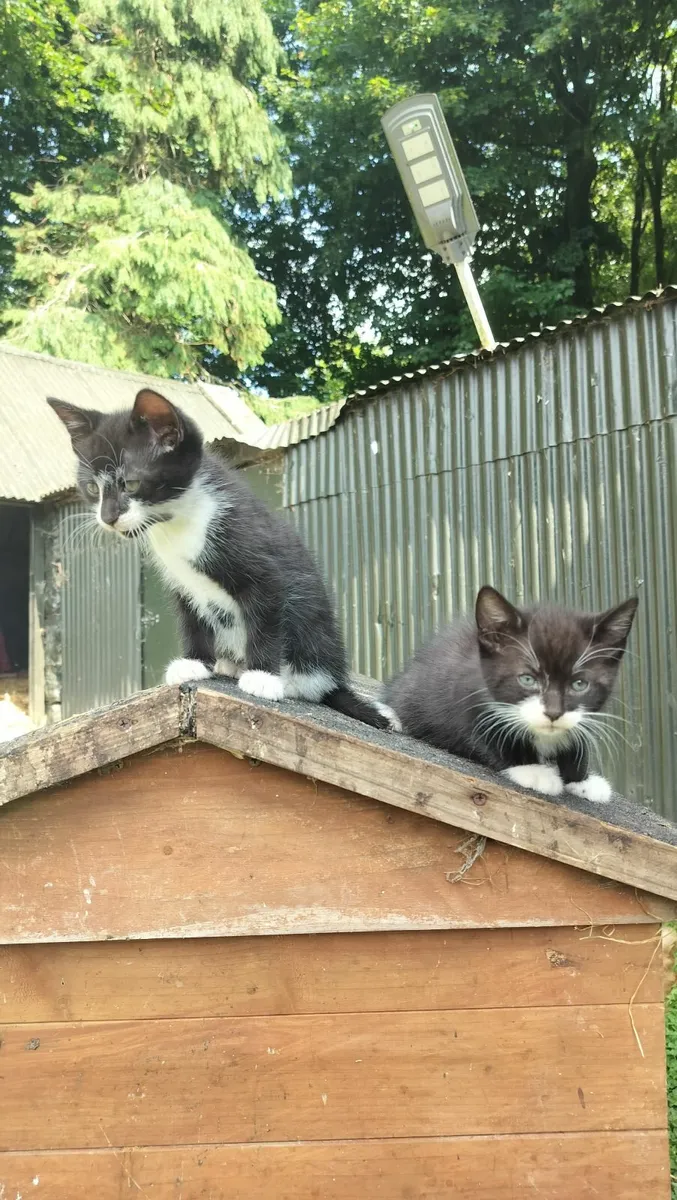 2 Kittens - Image 1