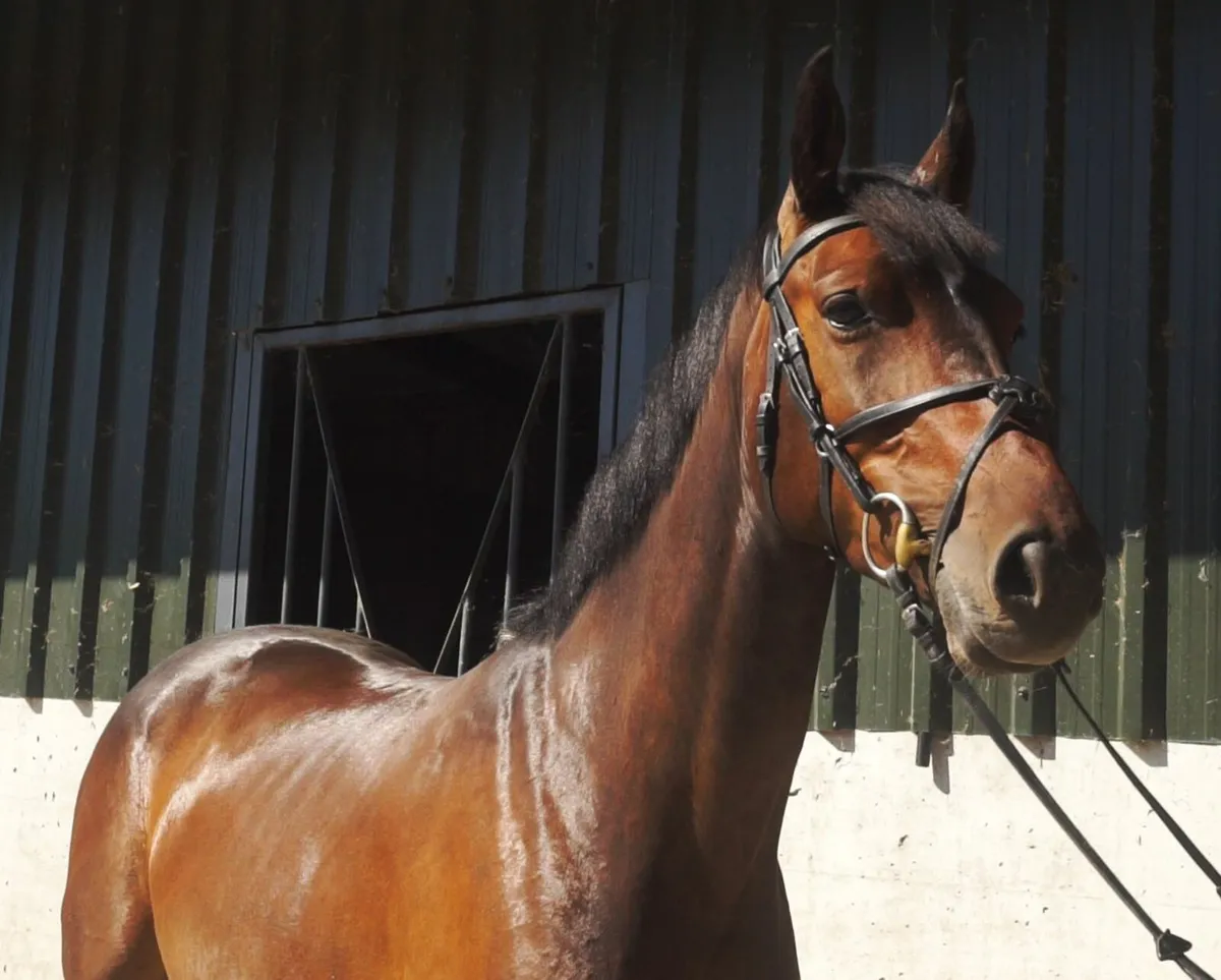 🌟 Stunning Eventer Type 🌟 - Image 4