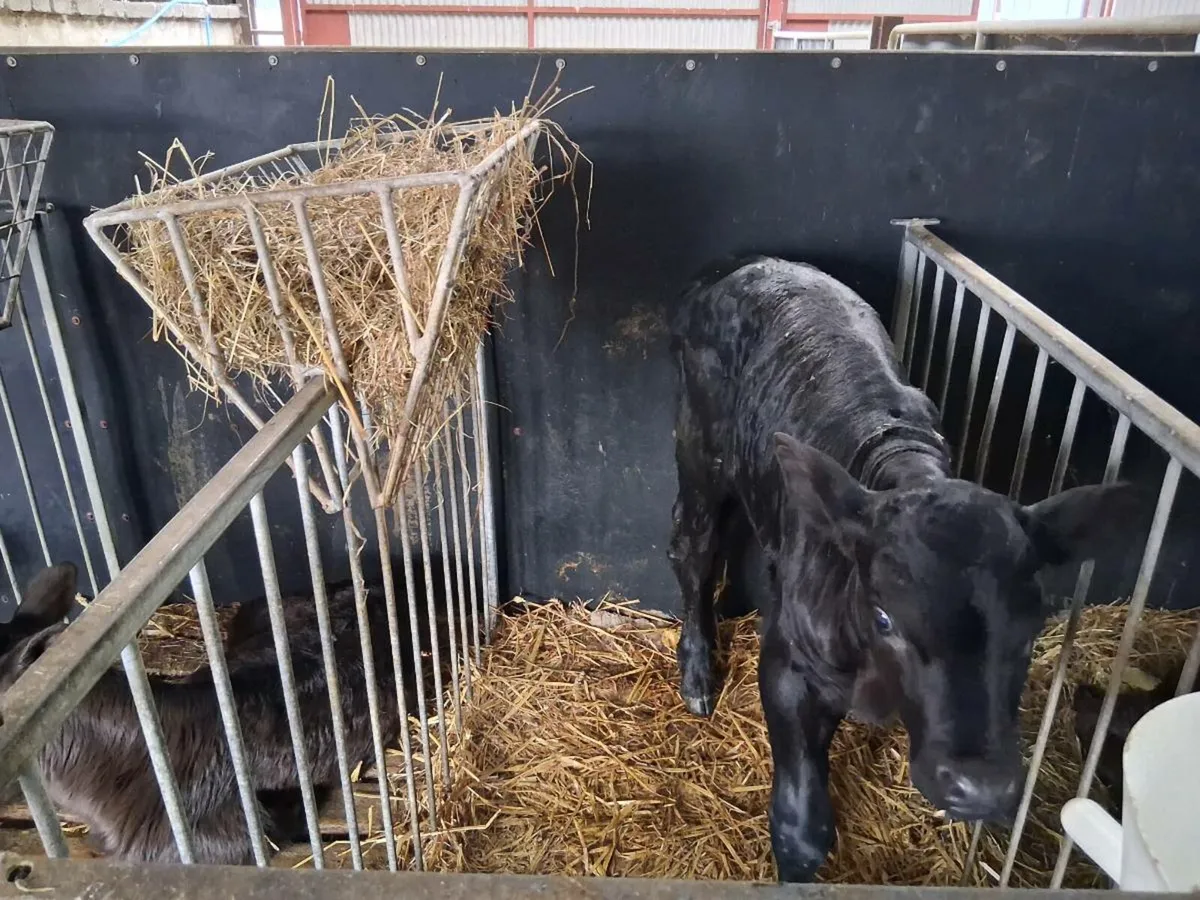 Calved for sale - Image 1