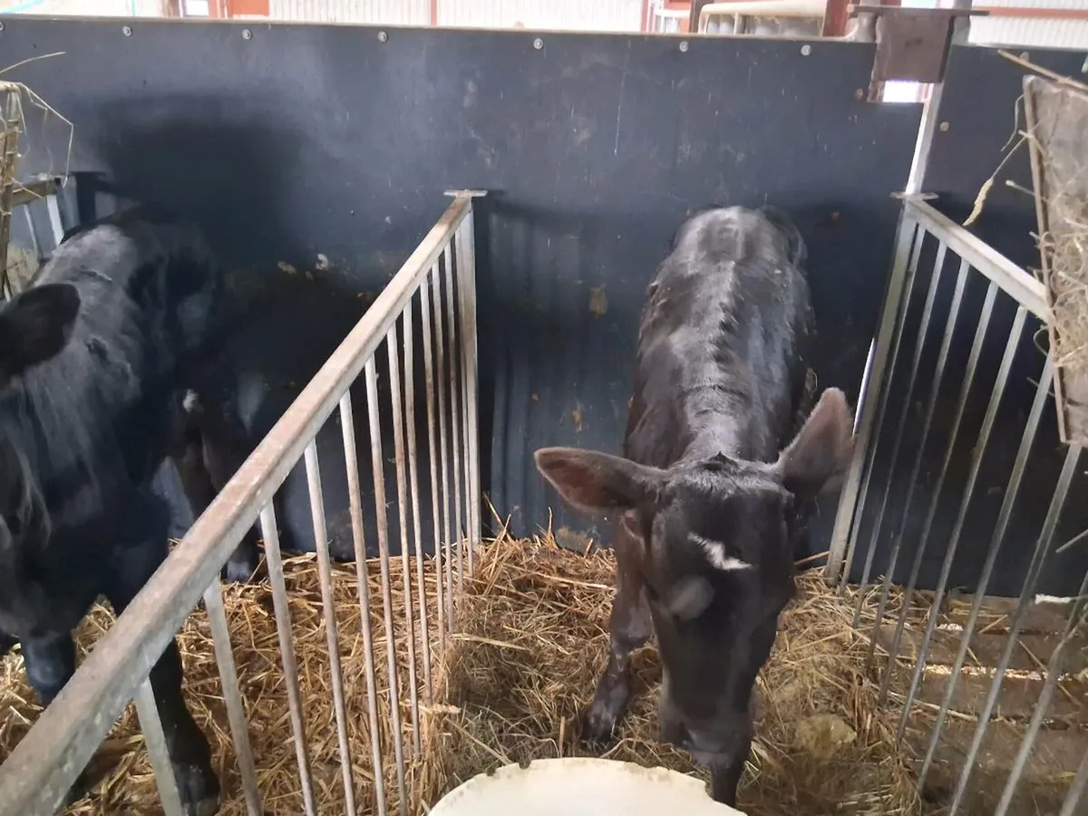 Calved for sale - Image 2