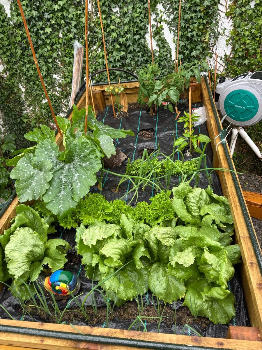 Vegetable garden raised bed planter - Image 1