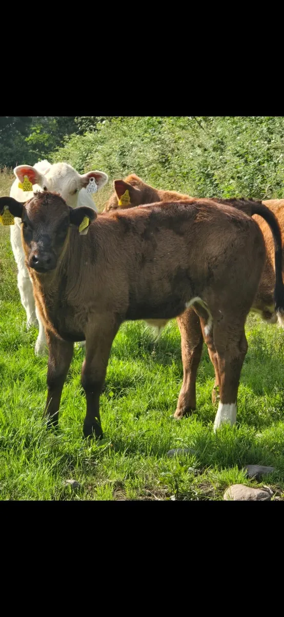 Aa cow and lmx calf at foot - Image 1