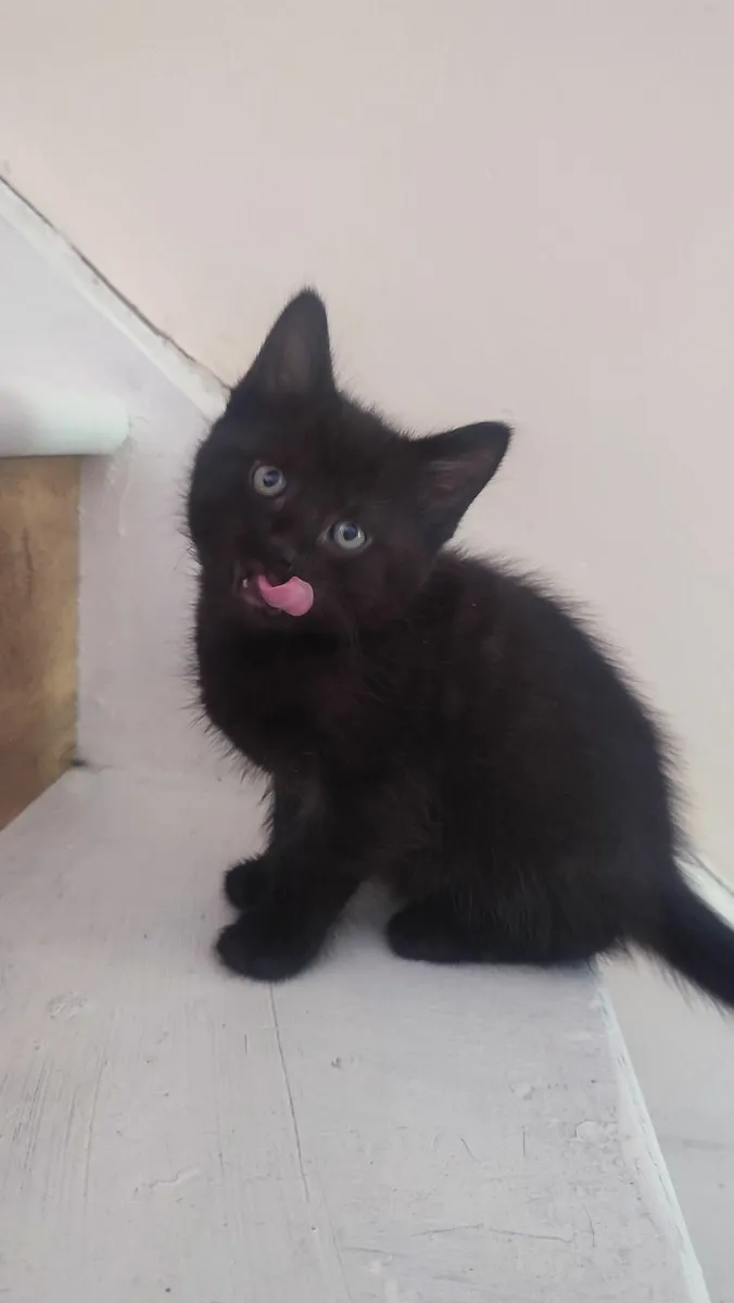 Kitty - Image 1