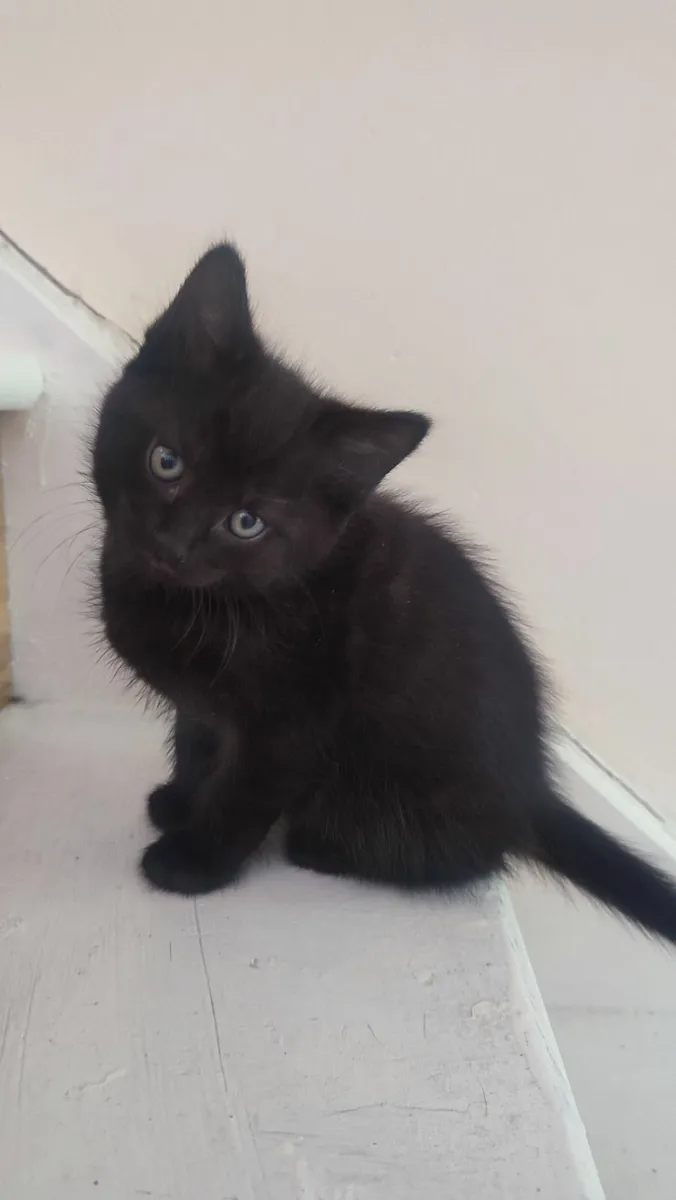 Kitty - Image 2