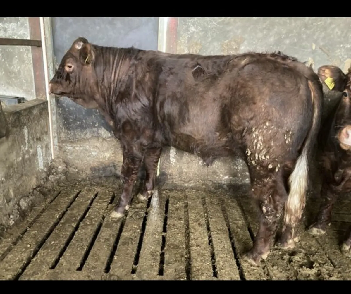 Pedigree saler bull