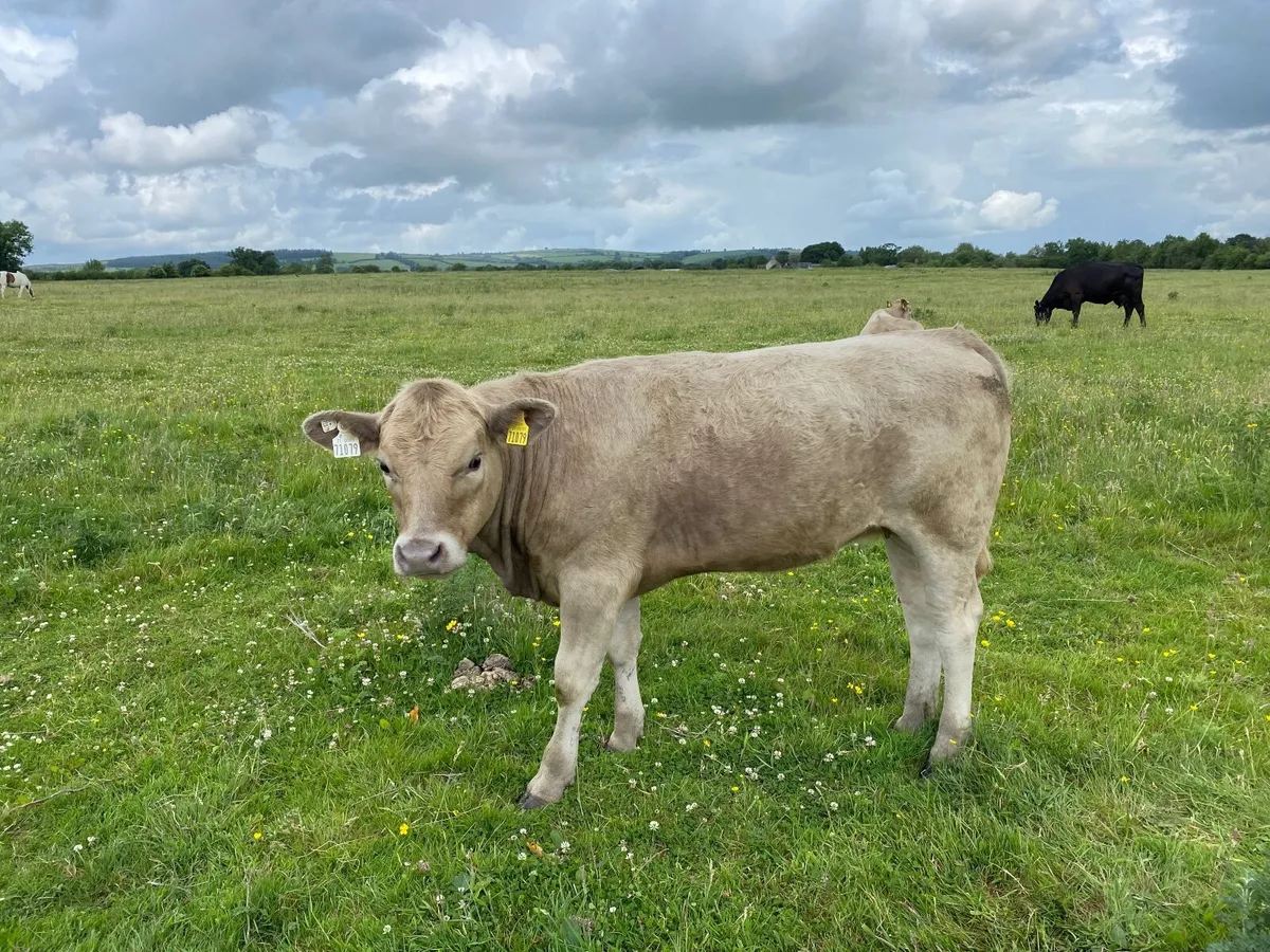Organic Heifers - Image 1