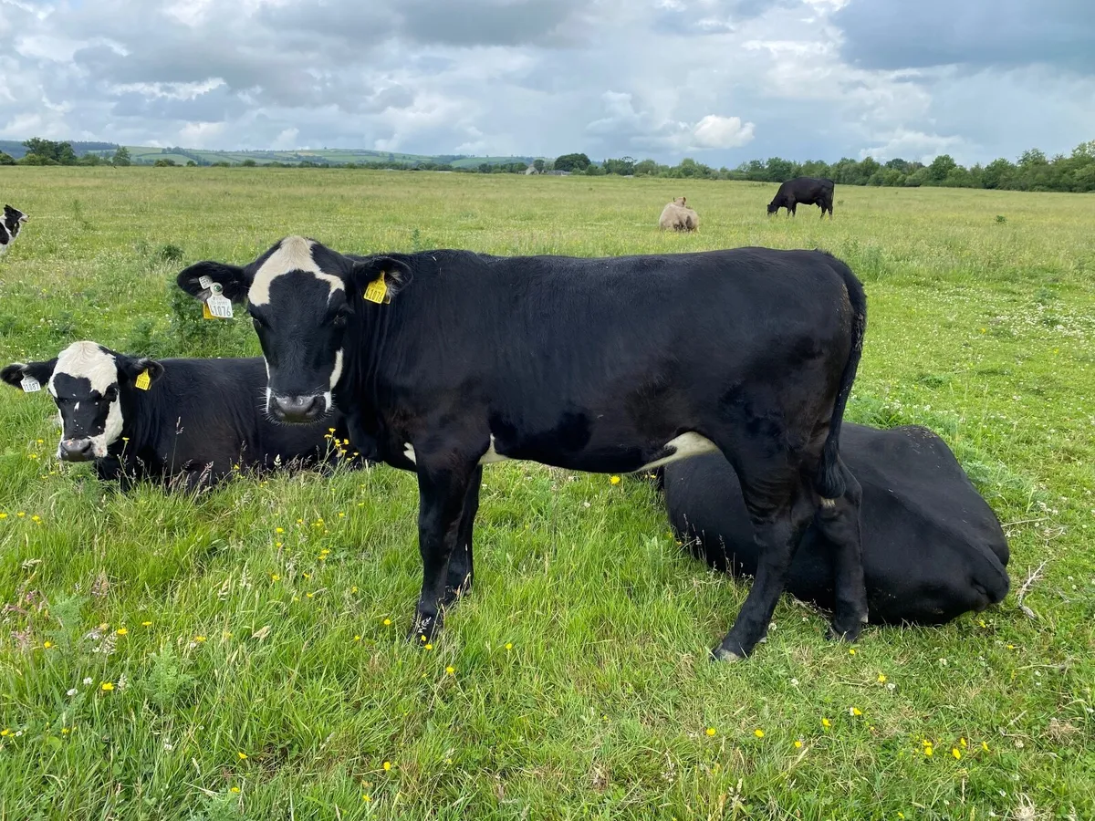 Organic Heifers - Image 2