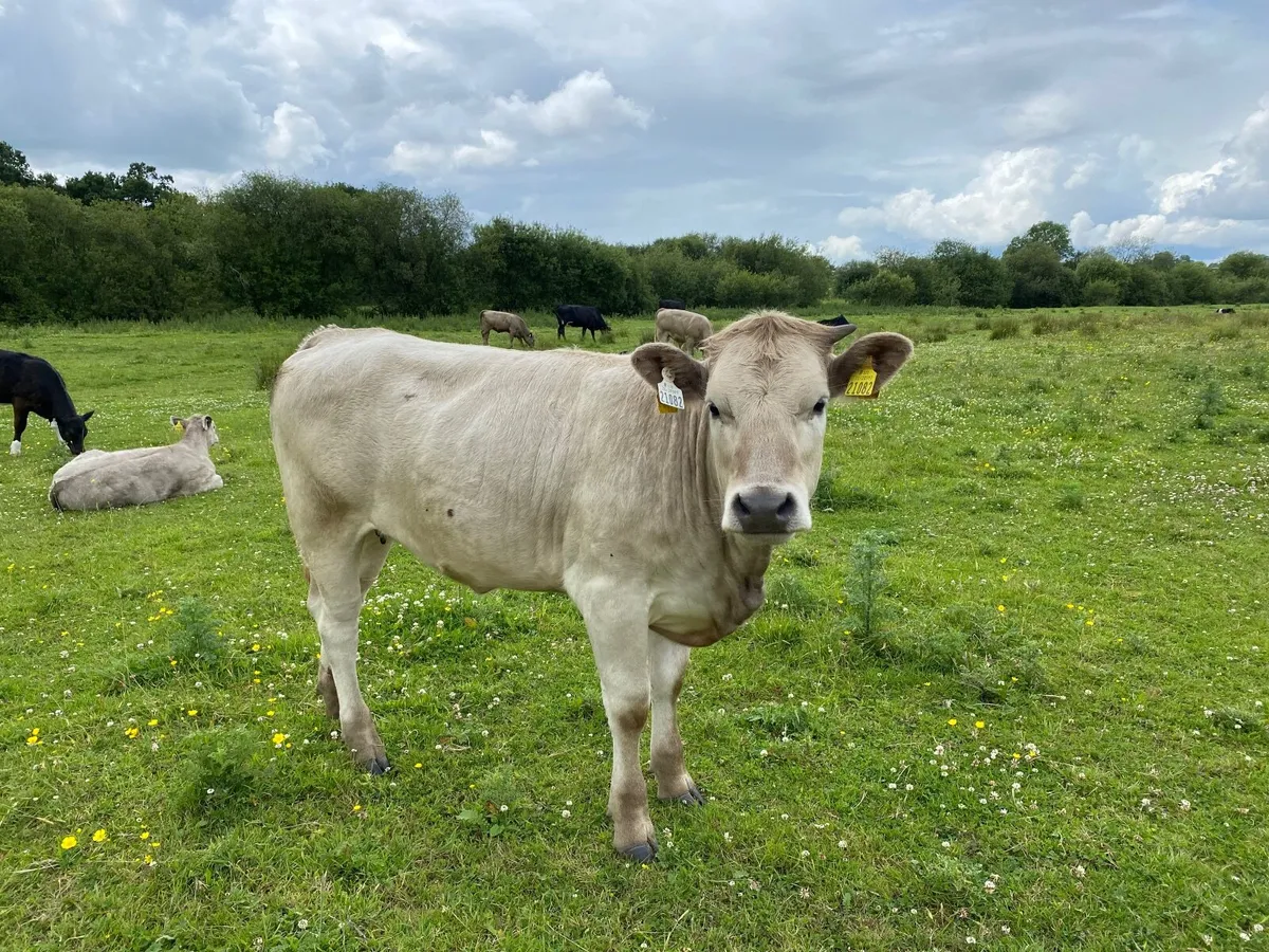 Organic Heifers - Image 3