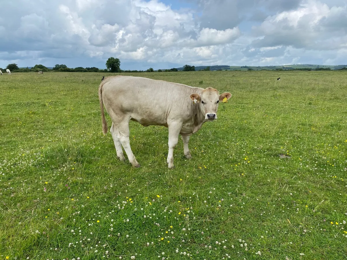 Organic Heifers - Image 4