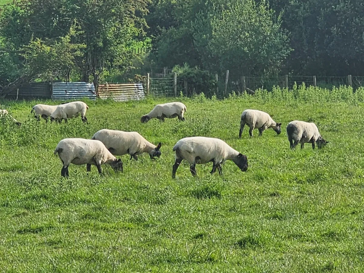 Black Face Hoggets - Image 2