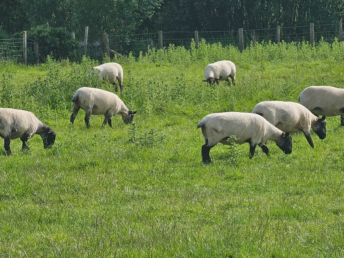 Black Face Hoggets - Image 3