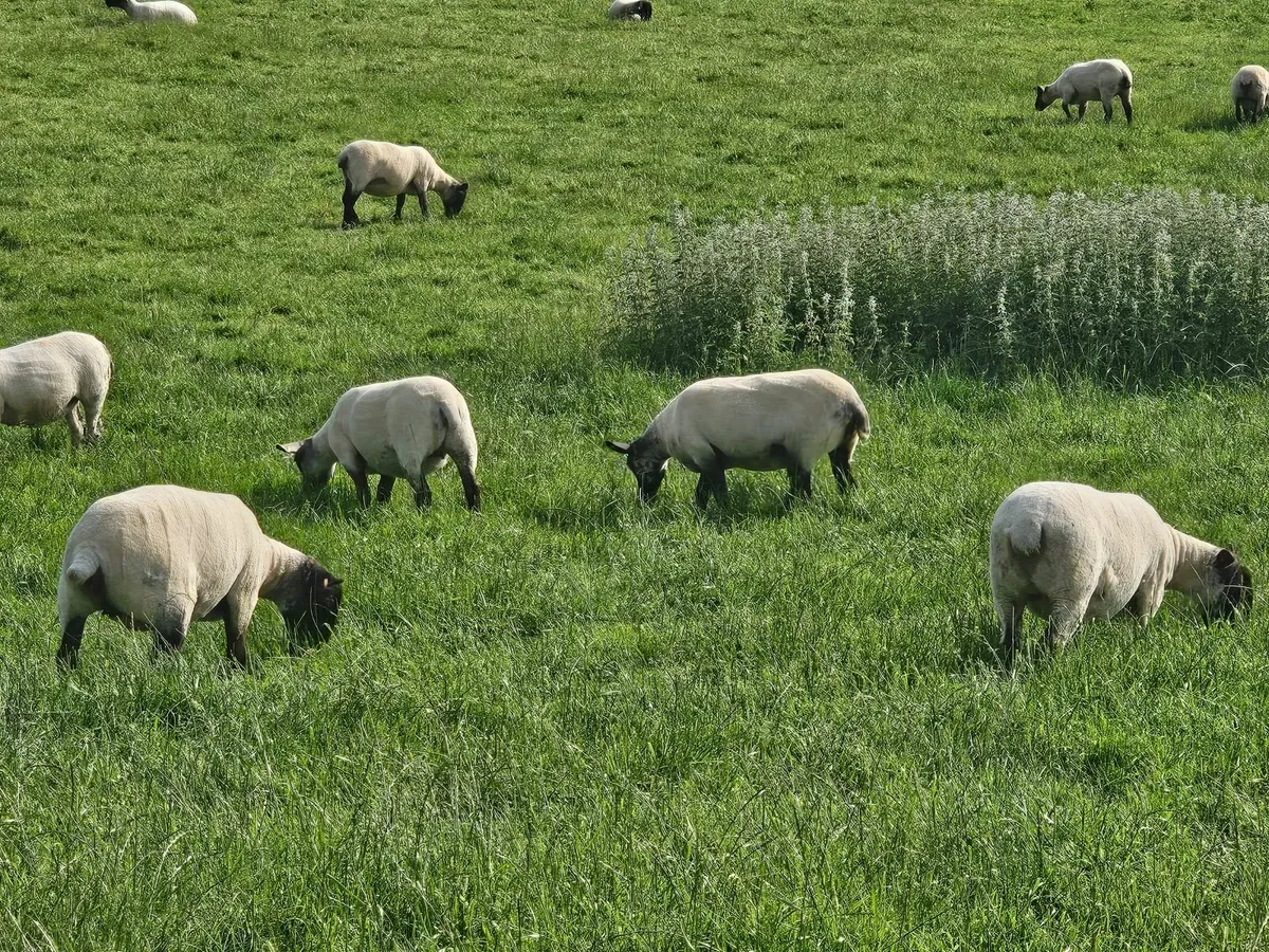Black Face Hoggets - Image 4