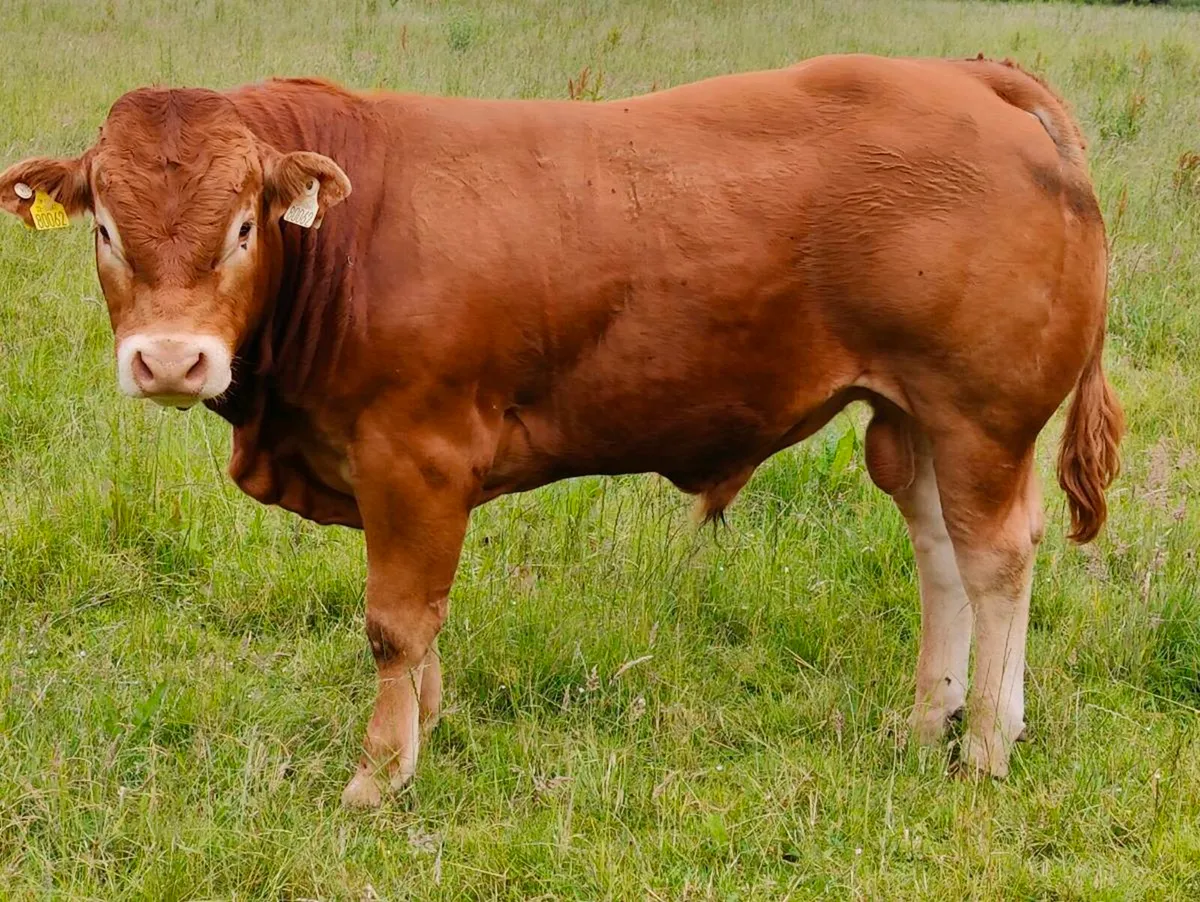 Pedigree Limousin bull, - Image 1