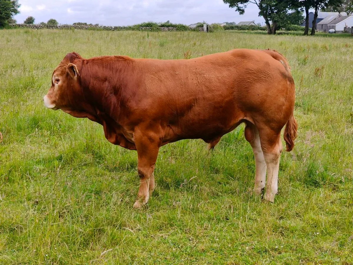 Pedigree Limousin bull, - Image 2