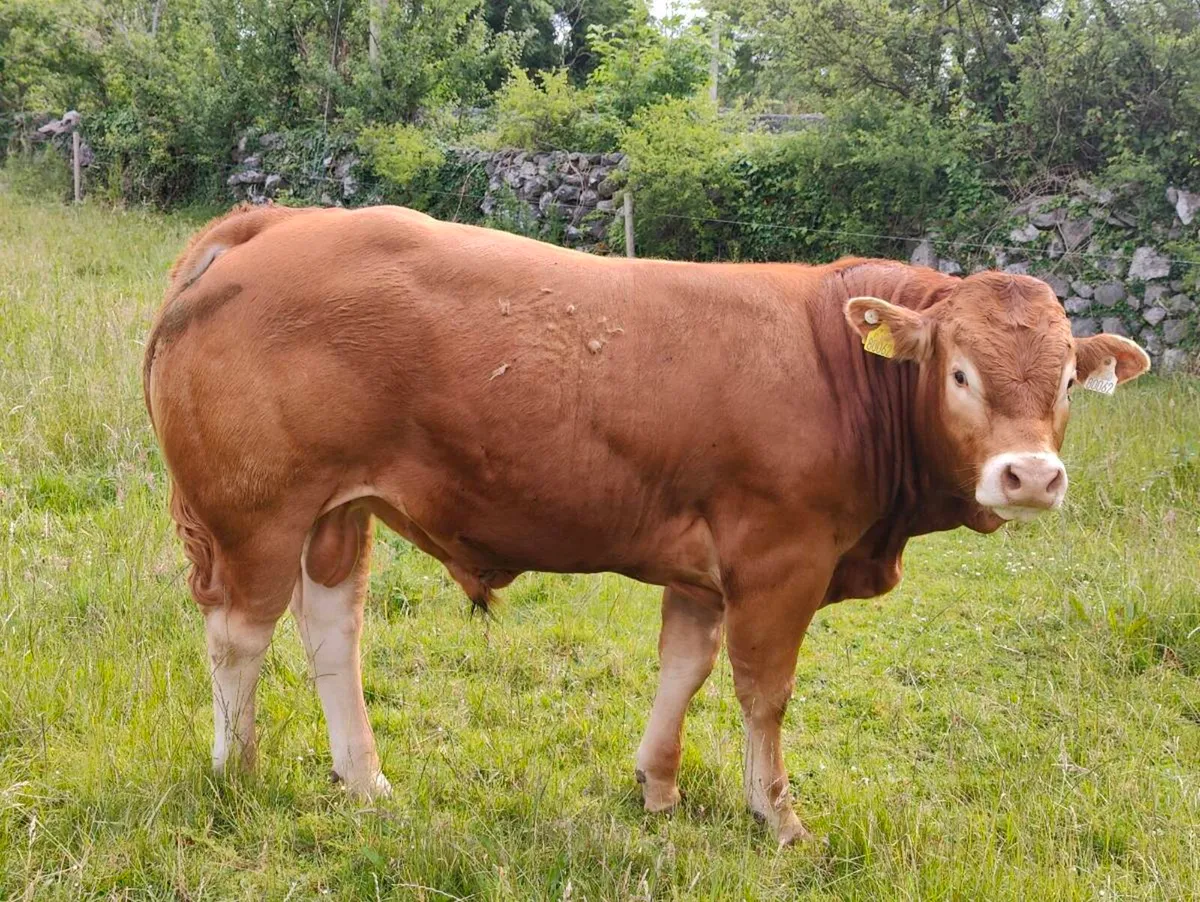 Pedigree Limousin bull, - Image 3